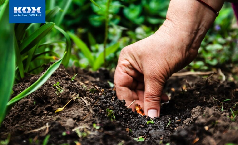 ab3-besten-garten-tipps-spaetsommer-herbst-herbstanfang-ernte-obst-gemuese-zwiebeln-blumen-werkzeug-ratgeber-pflanzen-winterfest-baume-schneiden