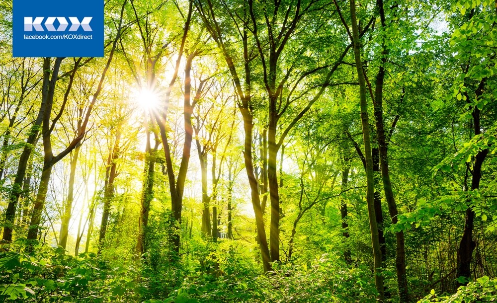 Artenvielfalt im Nadelwald