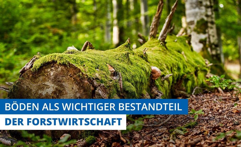 Bden als wichtiger Bestandteil der Forstwirtschaft