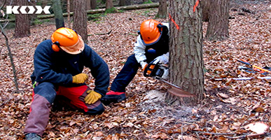 5 Tipps fr die Forstwirt/in Ausbildung in 2022: Gehalt, Voraussetzungen, Bewerbung, Aufgaben & Forstausrstung