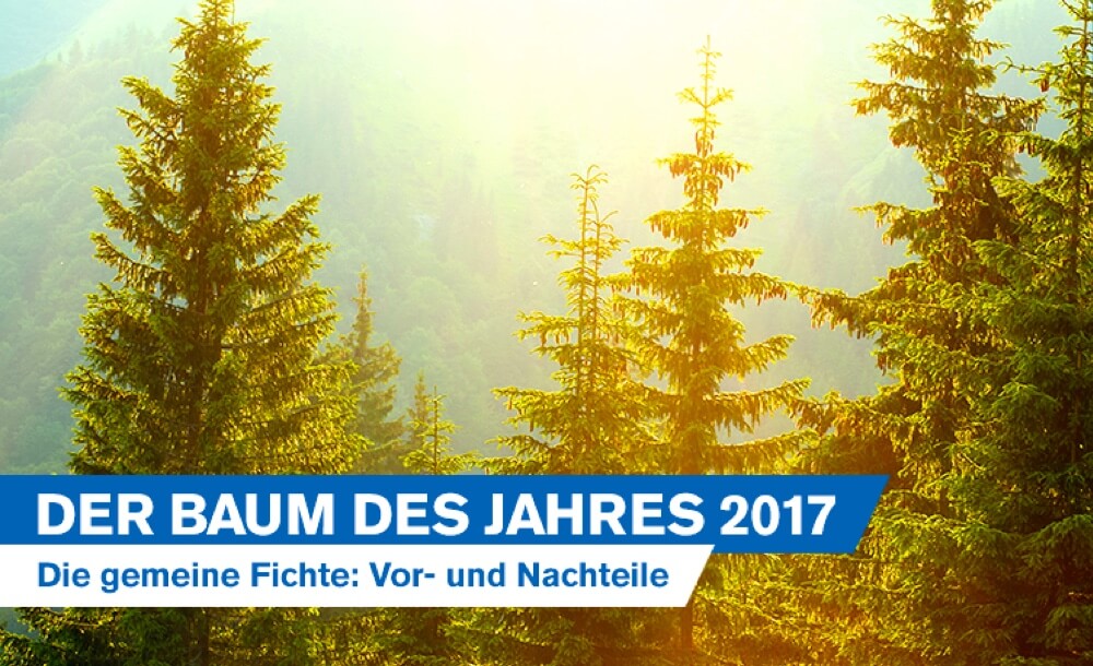 Der Baum des Jahres 2017: Die gemeine Fichte (Picea abies), auch Rotfichte oder gewhnliche Fichte genannt - konomische Vorteile vs. kologische Nachteile
