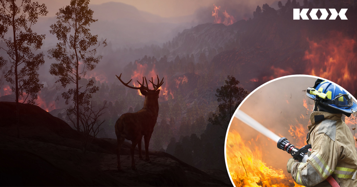 Trockenheit im Forst