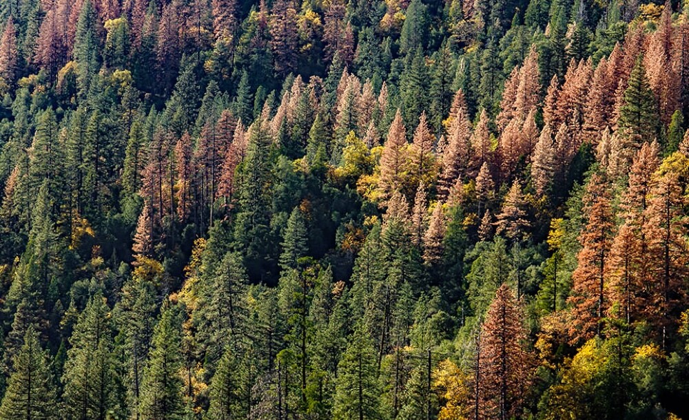 mischwald-resistenz-trockenheit-forstwirtschaft-klimawandel-trockenheit-schutz-folgen-eindaemmen