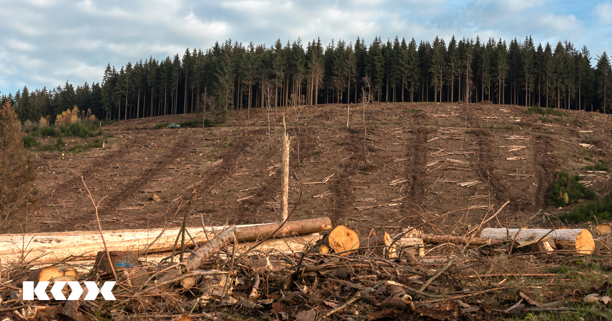 Nachhaltiger Holzeinschlag