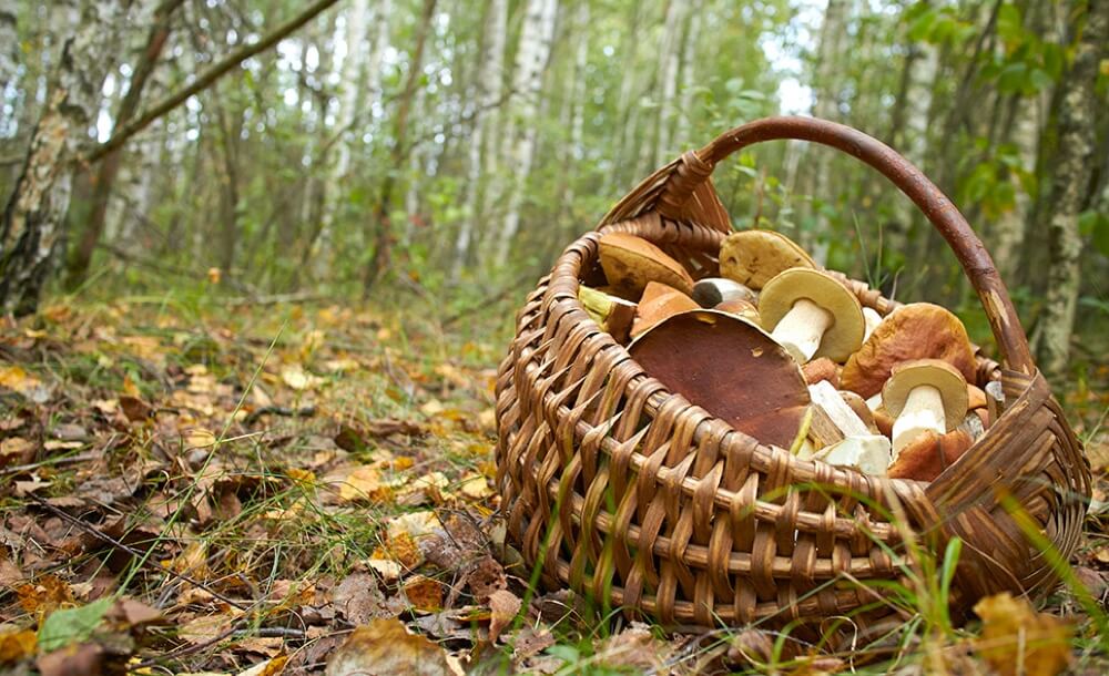 Tipps und Infos zum Sammeln von Beeren und Pilzen im Wald Heimische