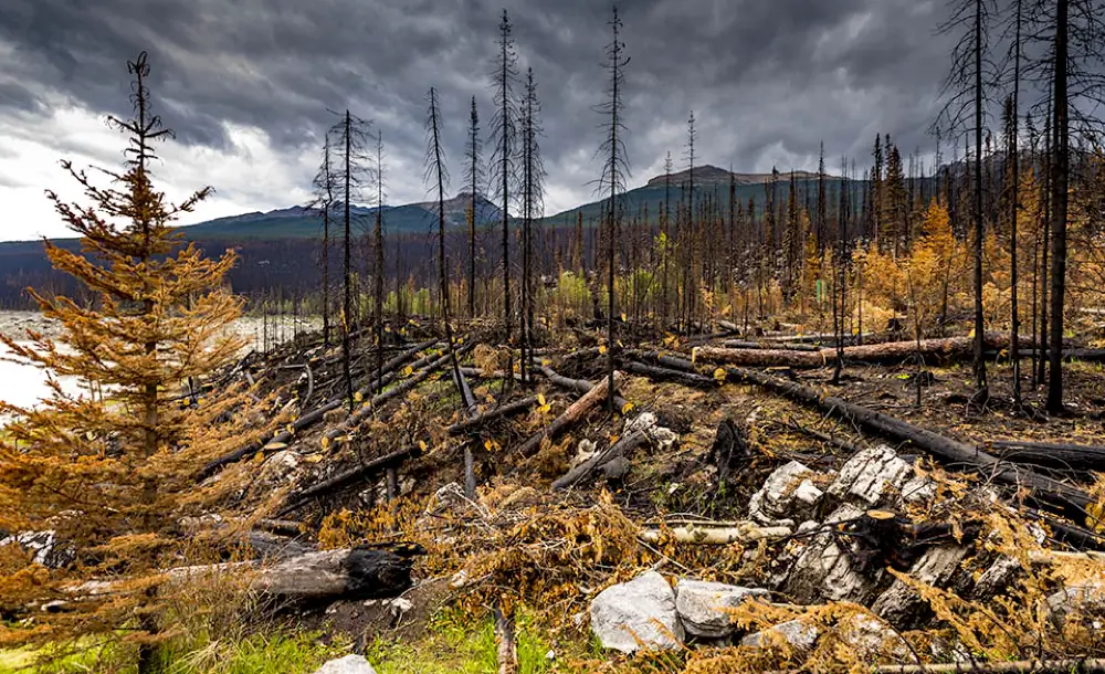 risikio-waldbrand-vermeiden-klimawandel-wildfeuer-vermeiden-gefahr