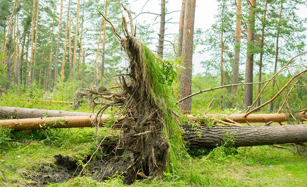sturmschaeden-windwurf-beseitigen-risiko-verringern-sicherheit-tipps-techniken