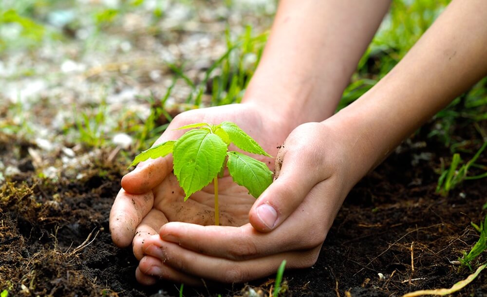 tipps-nachhaltige-forstarbeit-kulturbegruendung-waldwirtschaft-verjuengung-pflanzenwahl