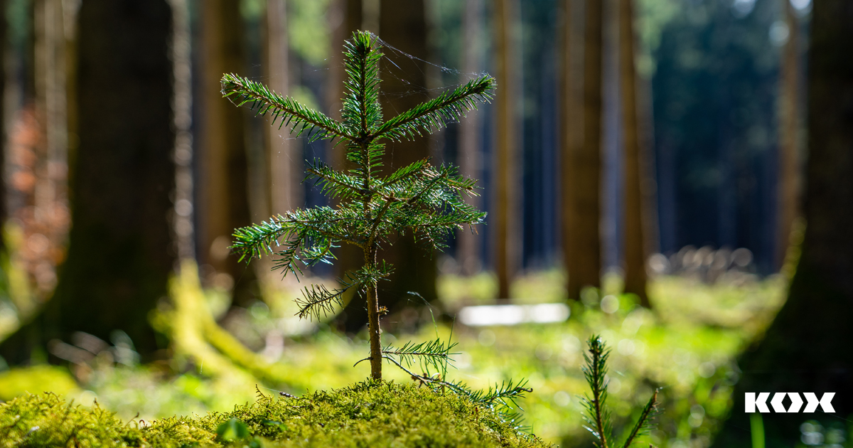 Naturverjngung im Wald: Einflussfaktoren und erfolgsversprechende Manahmen