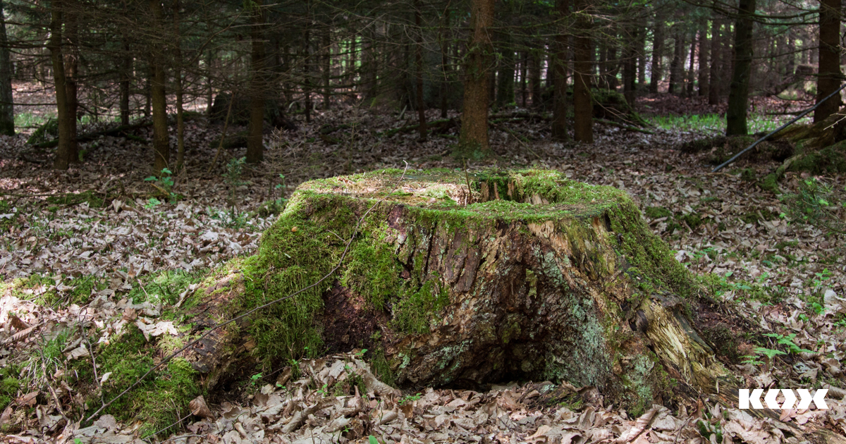 Der richtige Umgang mit Totholz im Wald - KOX Blog
