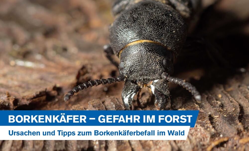 Borkenkfer - Gefahr im Forst: Ursachen und Tipps zum Borkenkferbefall im Wald