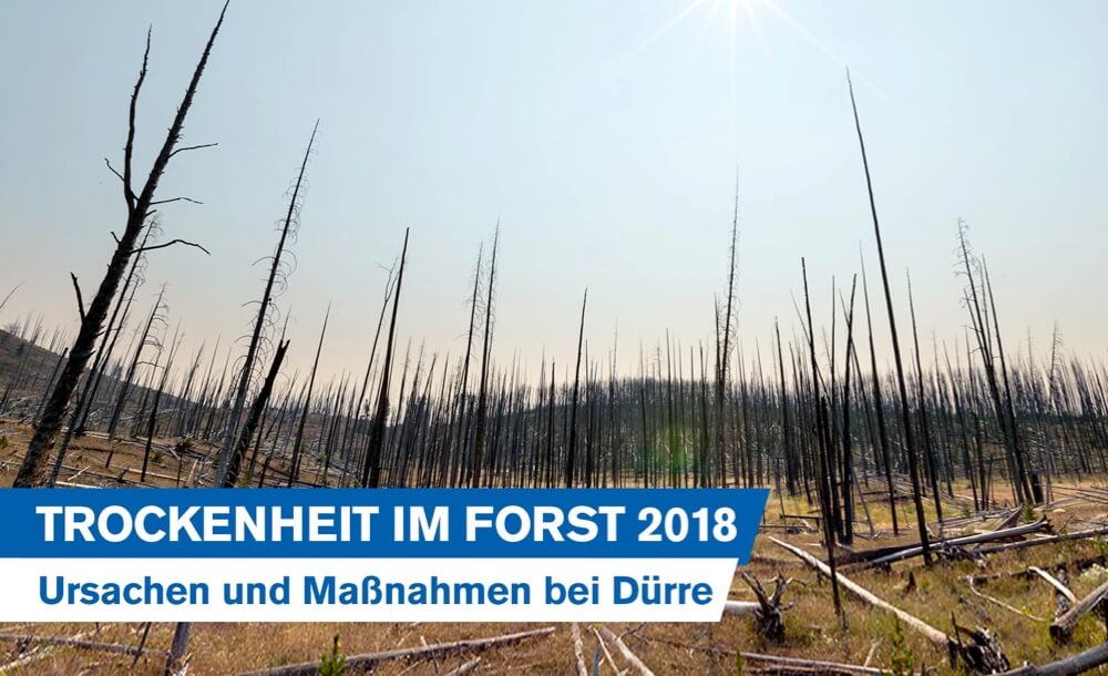 Trockenheit im Forst 2018: Ursachen und Manahmen bei Drre nach dem Jahrhundertsommer