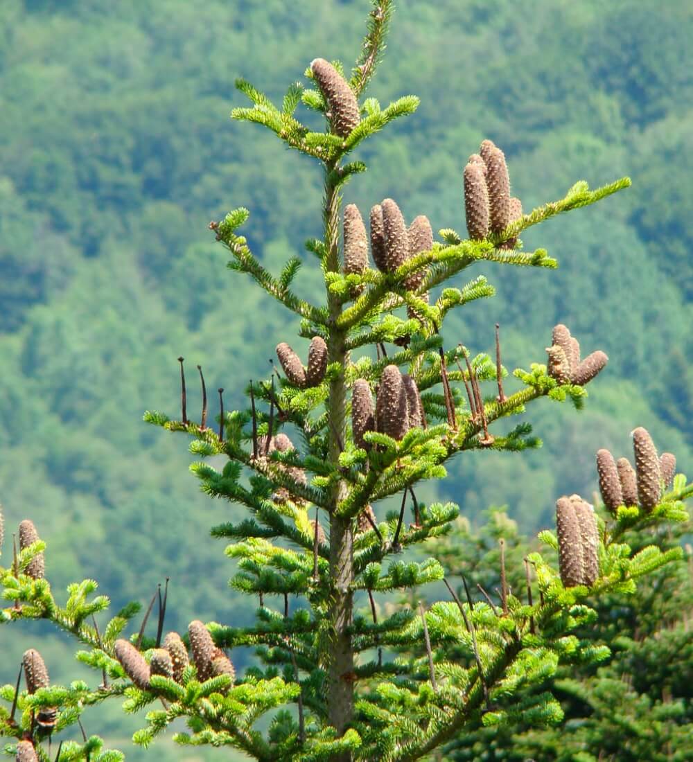 weisstanne-zapfenernte-zapfenpfluecker-ernte-aufbereitung-zapfen-saatgut-wipfel-akrobatik-forstvermehrungsrecht