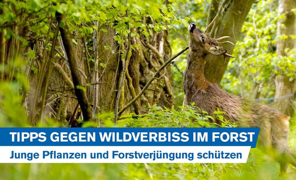 Verbissschutzkappen schützt vor Sommer und  Winterverbiss Wildverbiss Nadelholz 