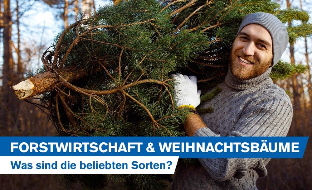 Forstwirtschaft und Weihnachtsbume: Was sind die beliebten Sorten? Zahlen, Daten Fakten aus der deutschen Forstwirtschaft