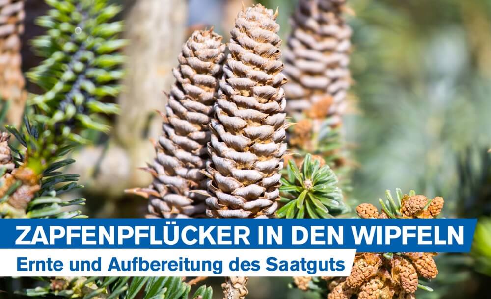 Zapfenpflcker in den hchsten Wipfeln: Ernte und Aufbereitung des Saatguts der Weitanne