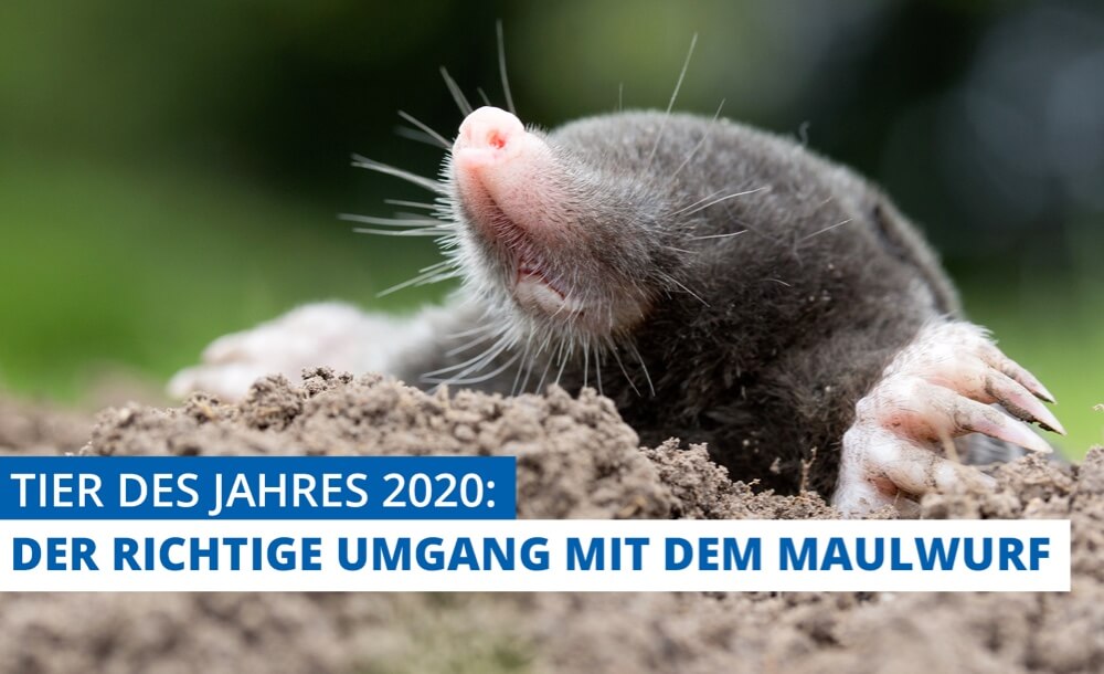 Das Tier des Jahres 2020: Der richtige Umgang mit dem Maulwurf