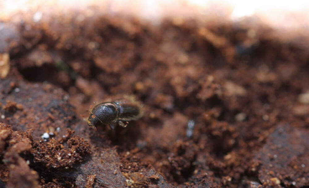 Borkenkfer im Garten rechtzeitig erkennen