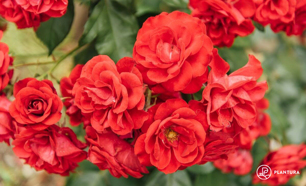 Rosen Die schönsten Rosenarten und wie man sie richtig pflegt