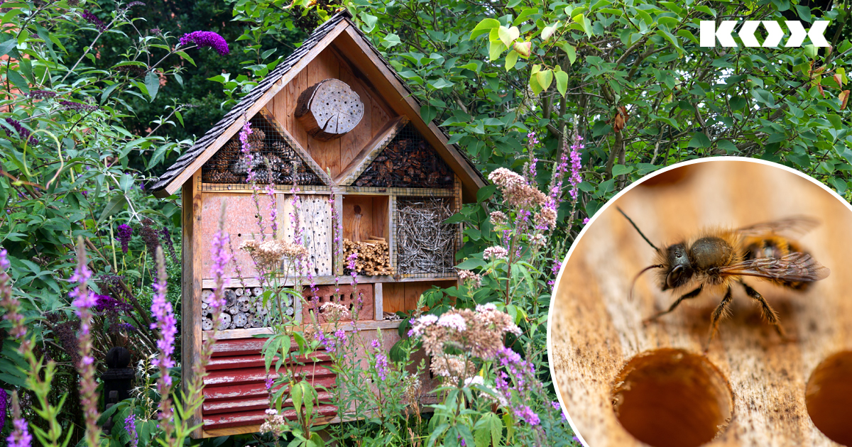 Insektenhotel selber bauen 5 DIY Tipps für ein Insektenhotel