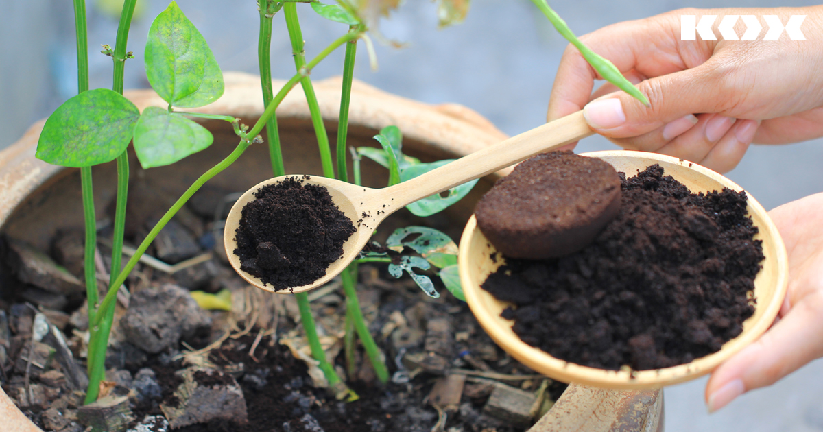 Was hilft gegen Nacktschnecken im Garten? Tipps gegen Schnecken im Garten