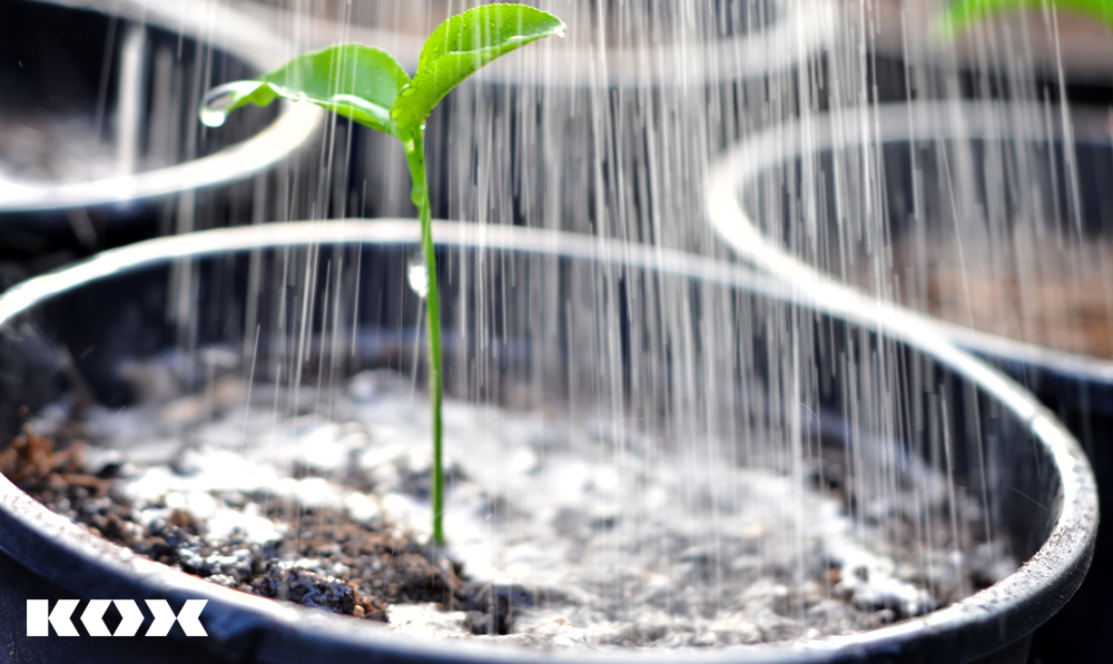 Garten richtig bewässern und gießen: Tipps zum Gießen von Blumen