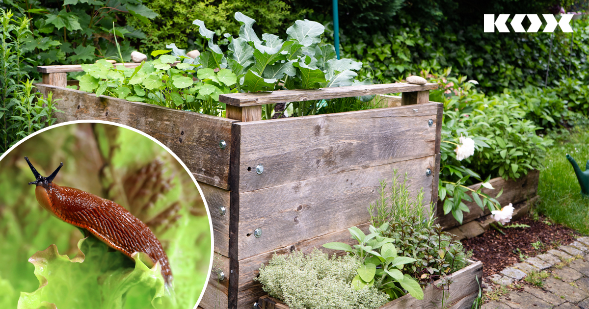 Was hilft gegen Nacktschnecken im Garten? Tipps gegen Schnecken im Garten