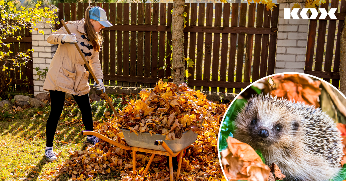Top Tipps um ein Winterquartier für Wildtiere im Garten anzulegen